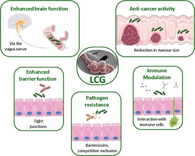 The Lactobacillus casei Group: History and Health Related Applications